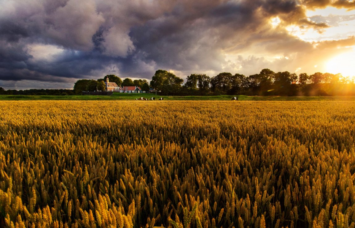 Grain fields with cows in Schokland