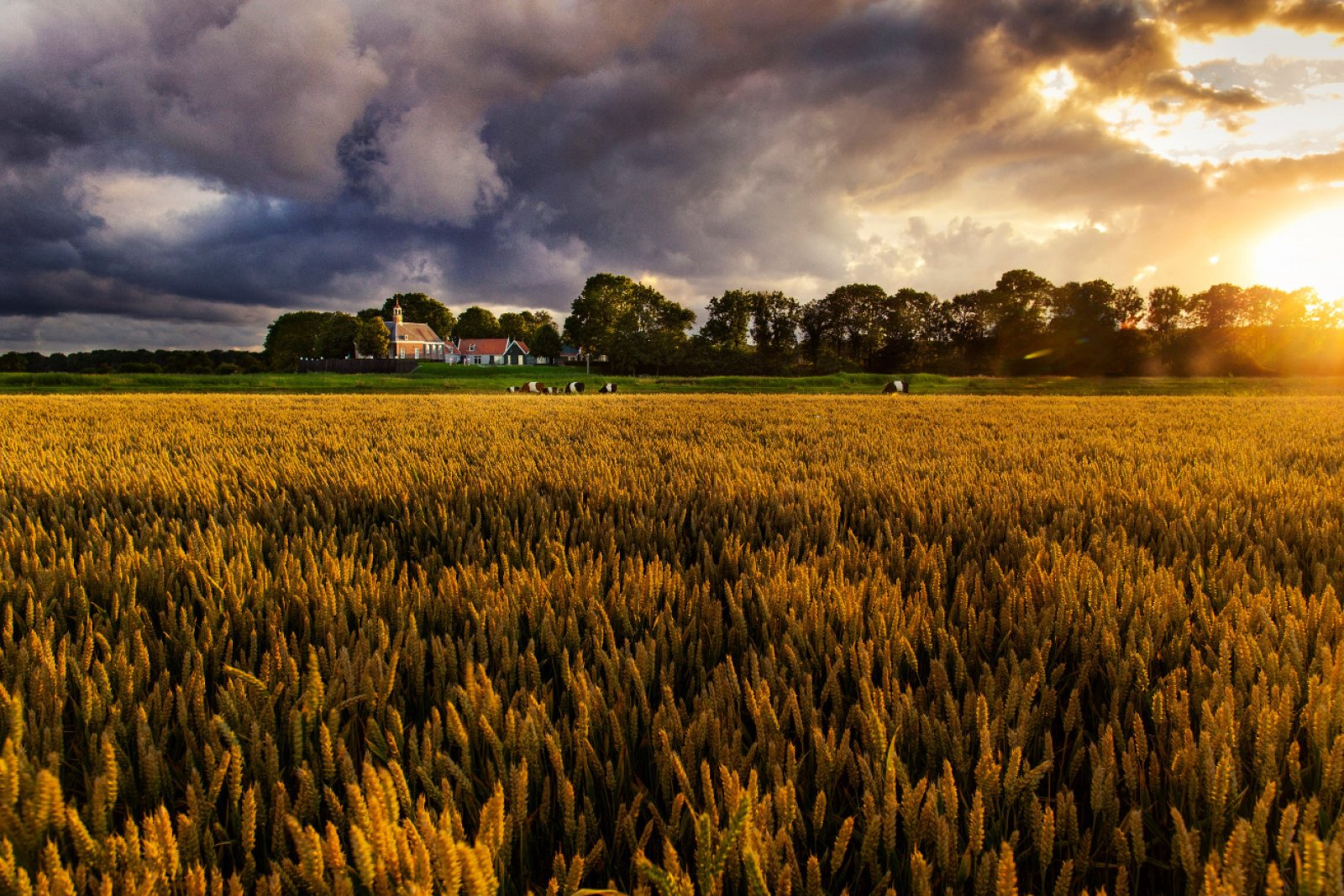 Grain fields with cows in Schokland