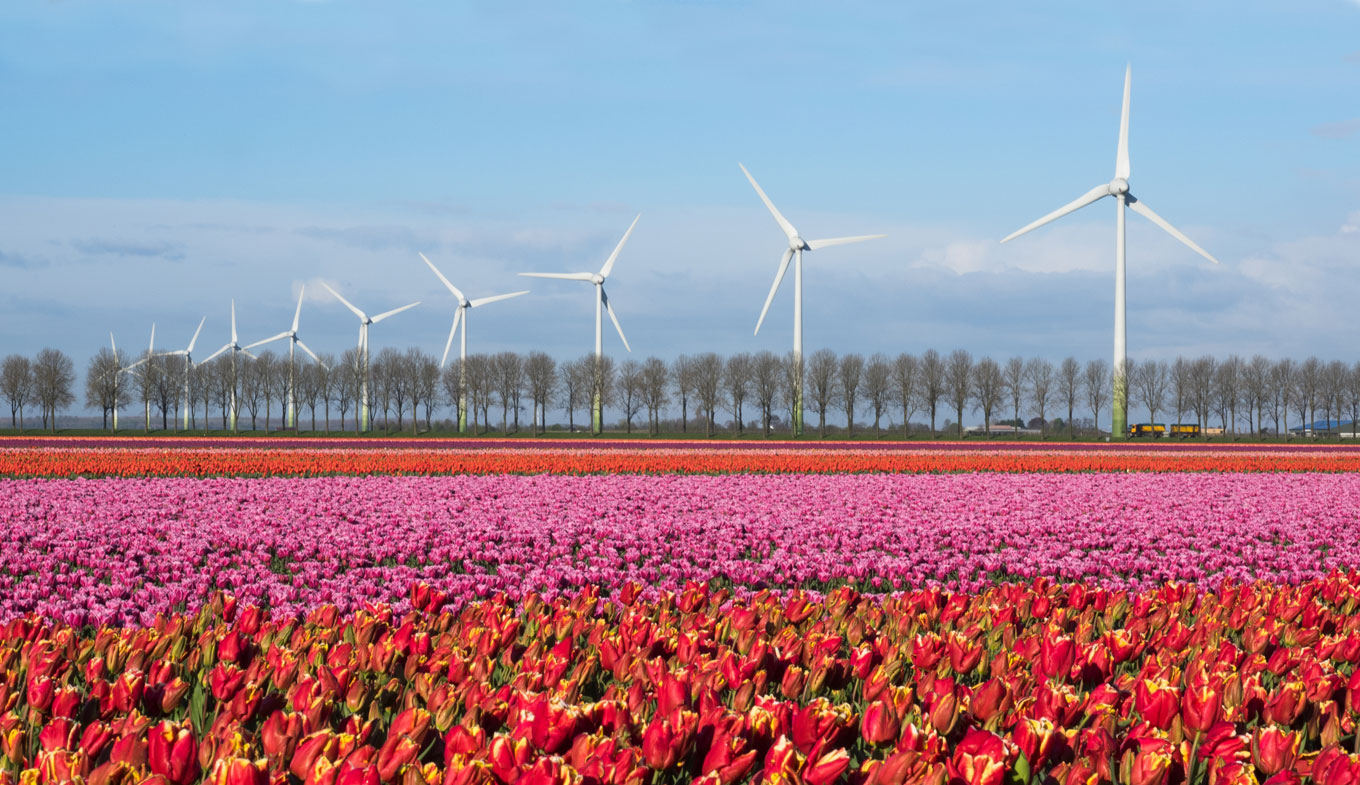 Flower fields in the Noordoostpolder