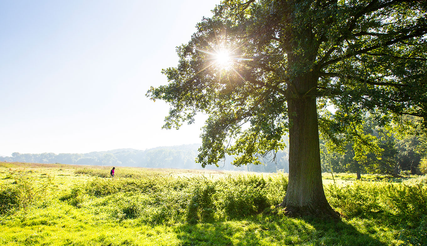 Big tree and dutch landscape natural area