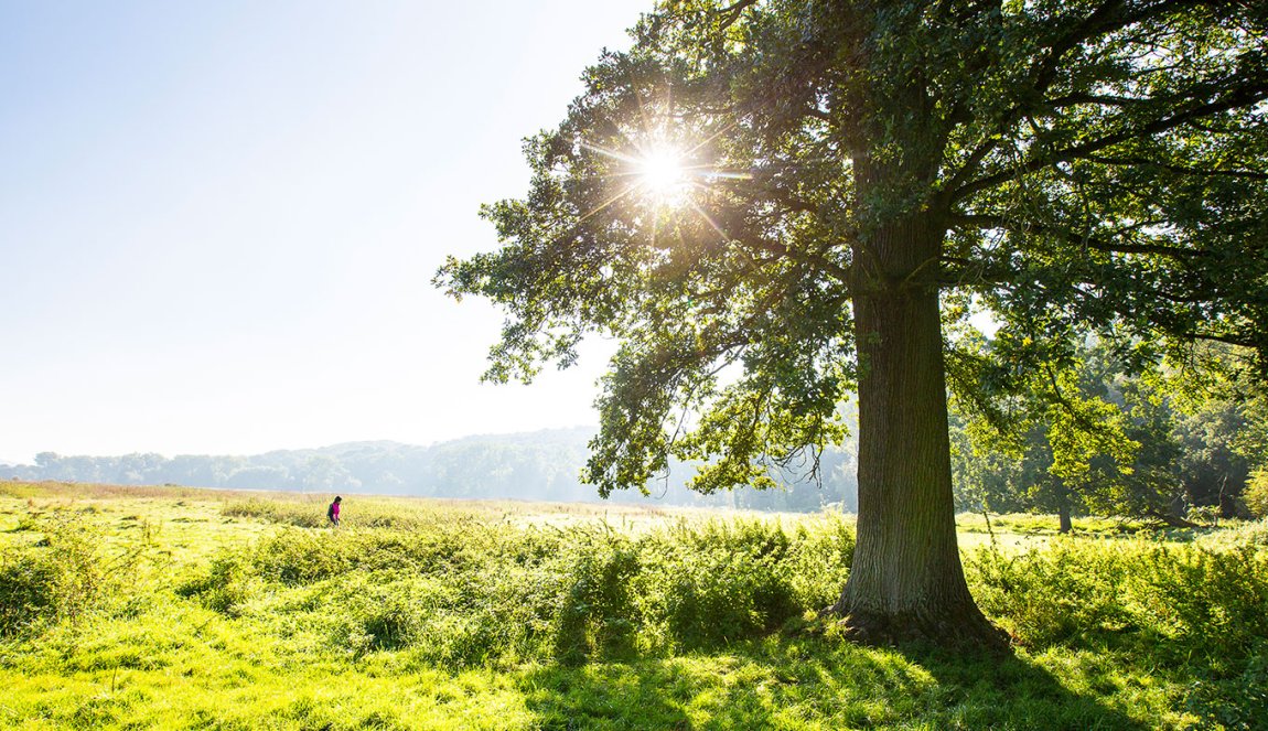 Big tree and dutch landscape natural area