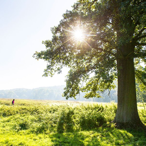 Big tree and dutch landscape natural area