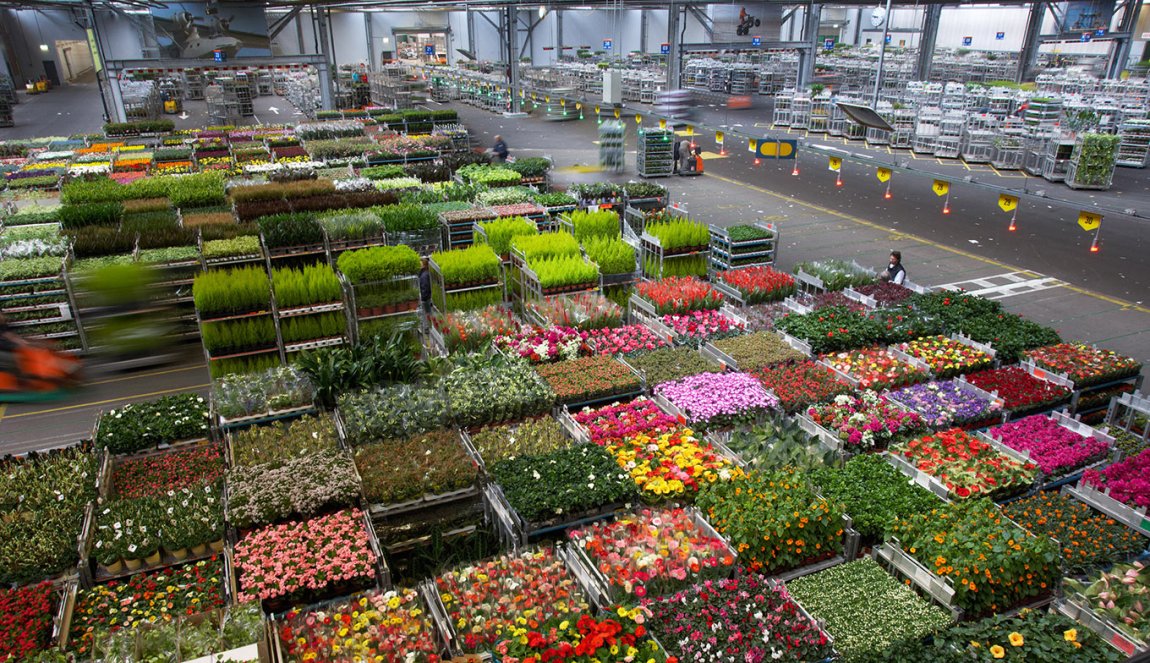 Royal FloraHolland, Naaldwijk