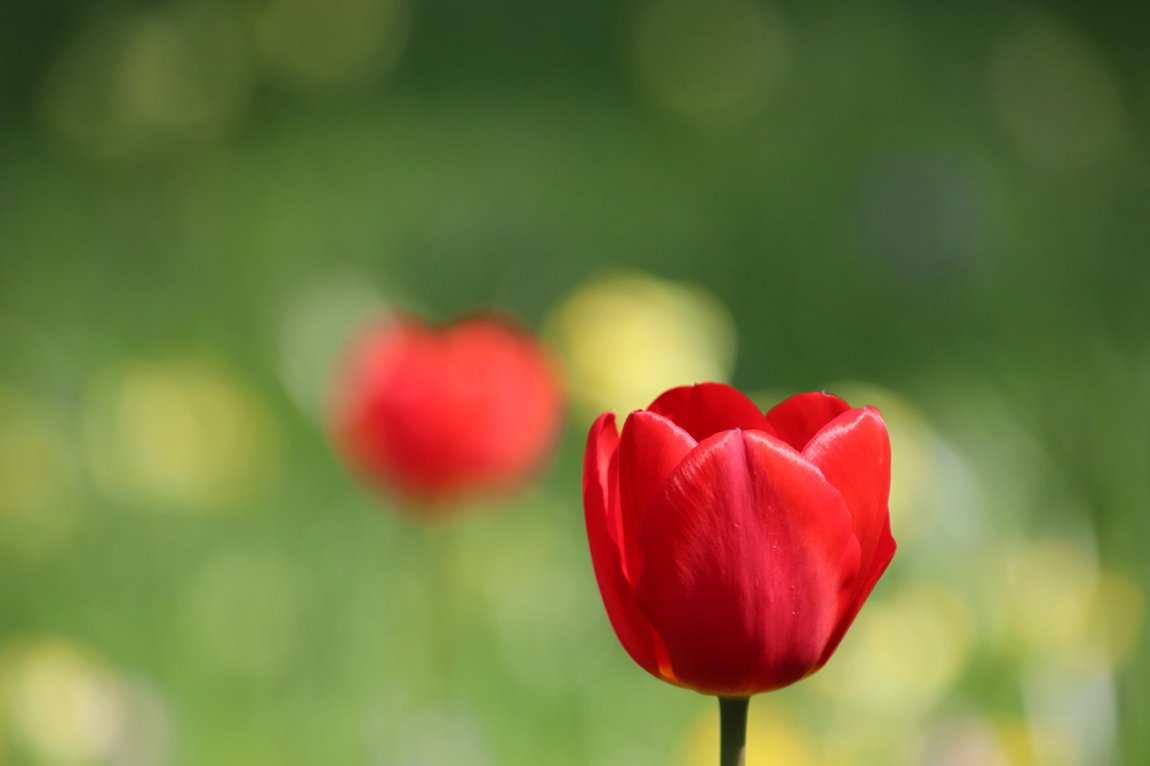 Two red tulips