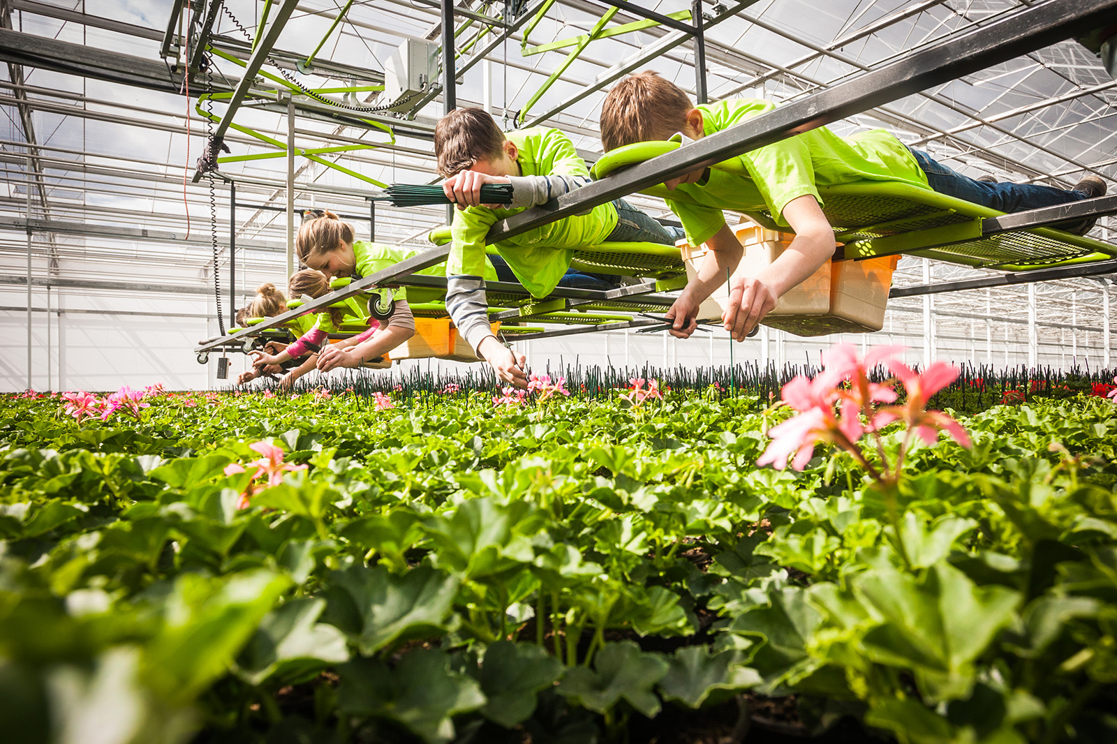 People working in a Greenhouse