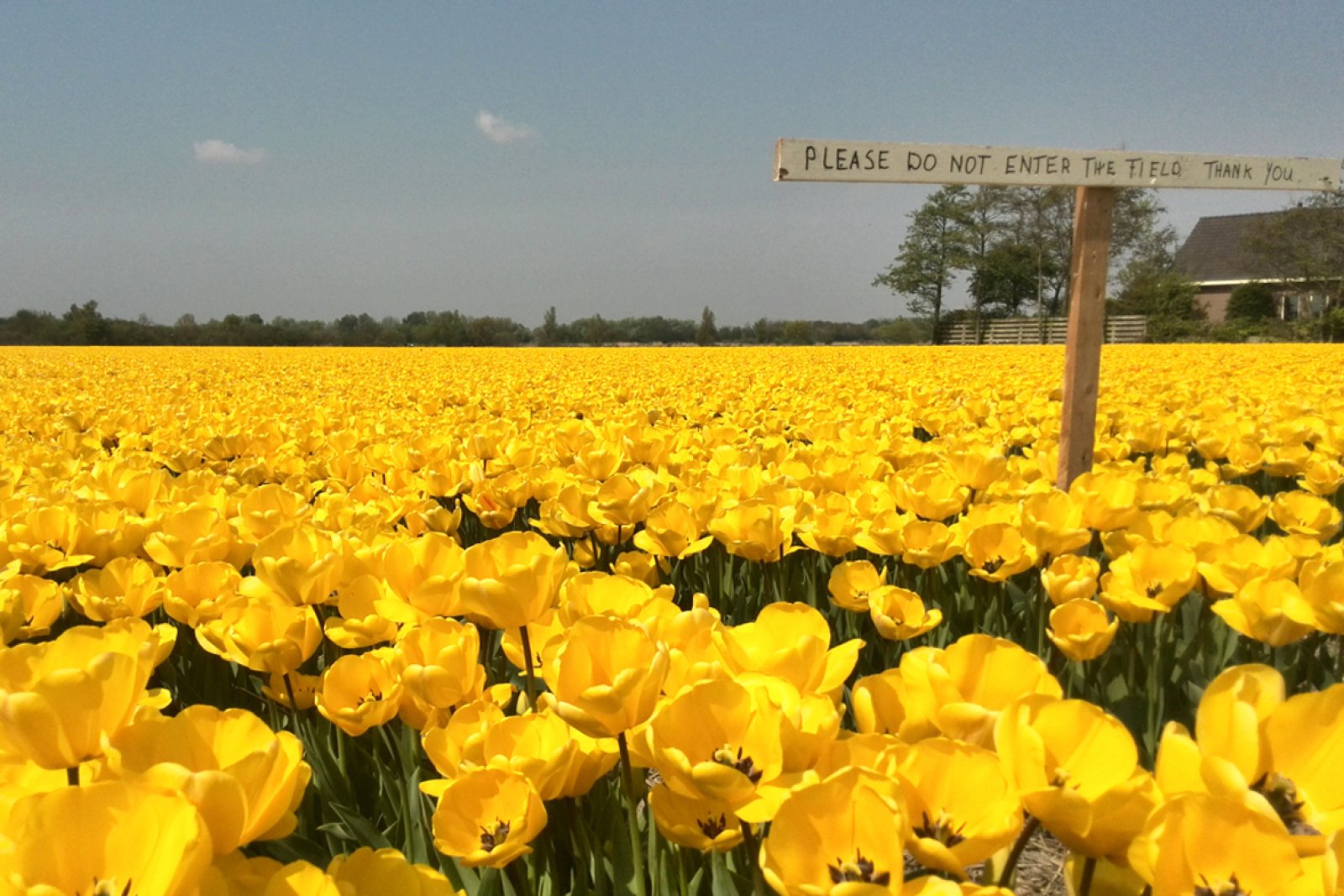 Yellow tulip field bulb region