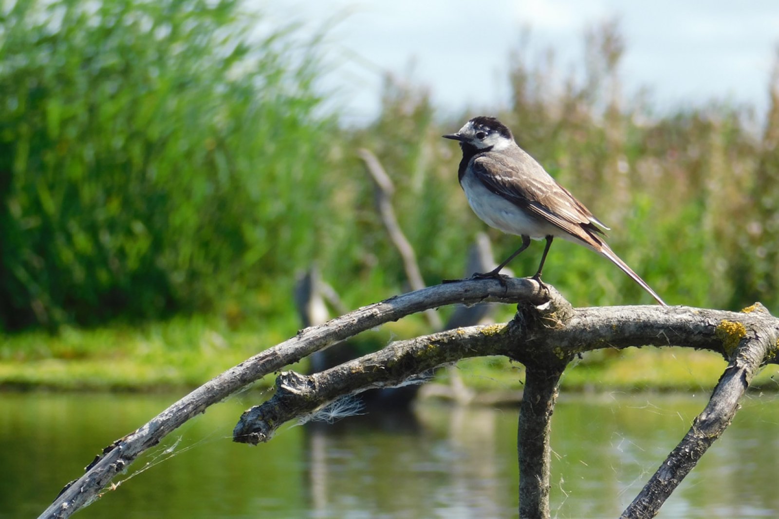 Marker Wadden bird watching