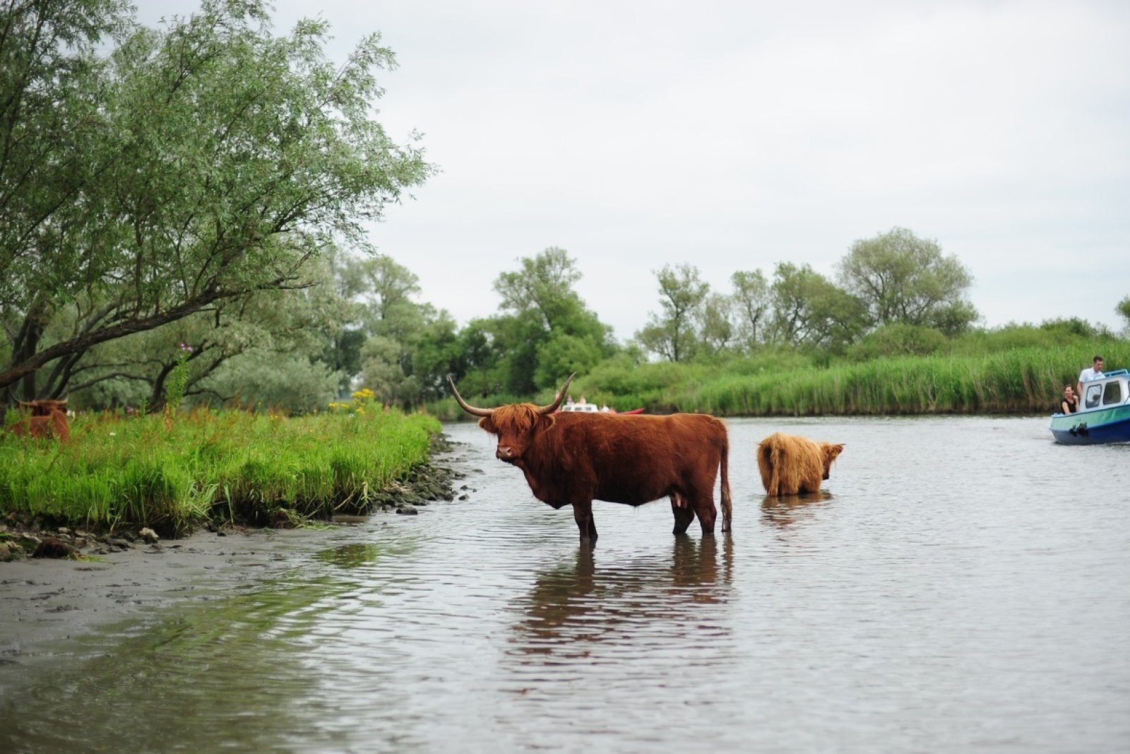 National Parc de Biesbosch cattle in the water