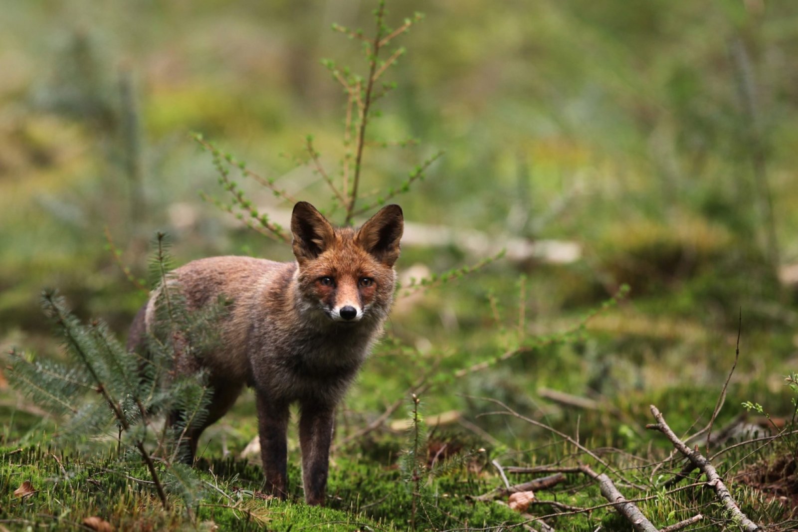 Fox National Parc De Hoge Veluwe