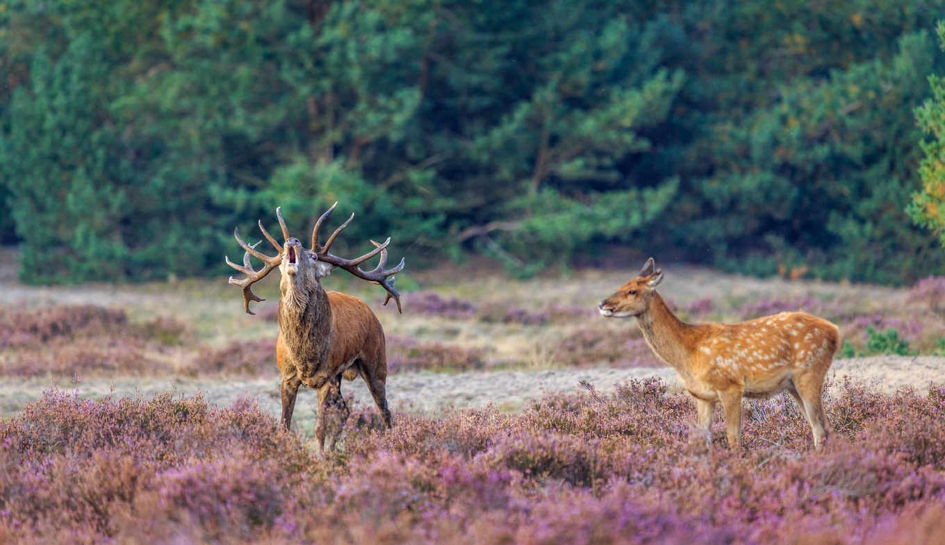 Deer in NP de Hoge Veluwe