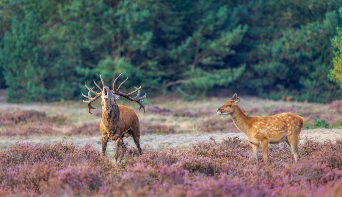 Deer in NP de Hoge Veluwe