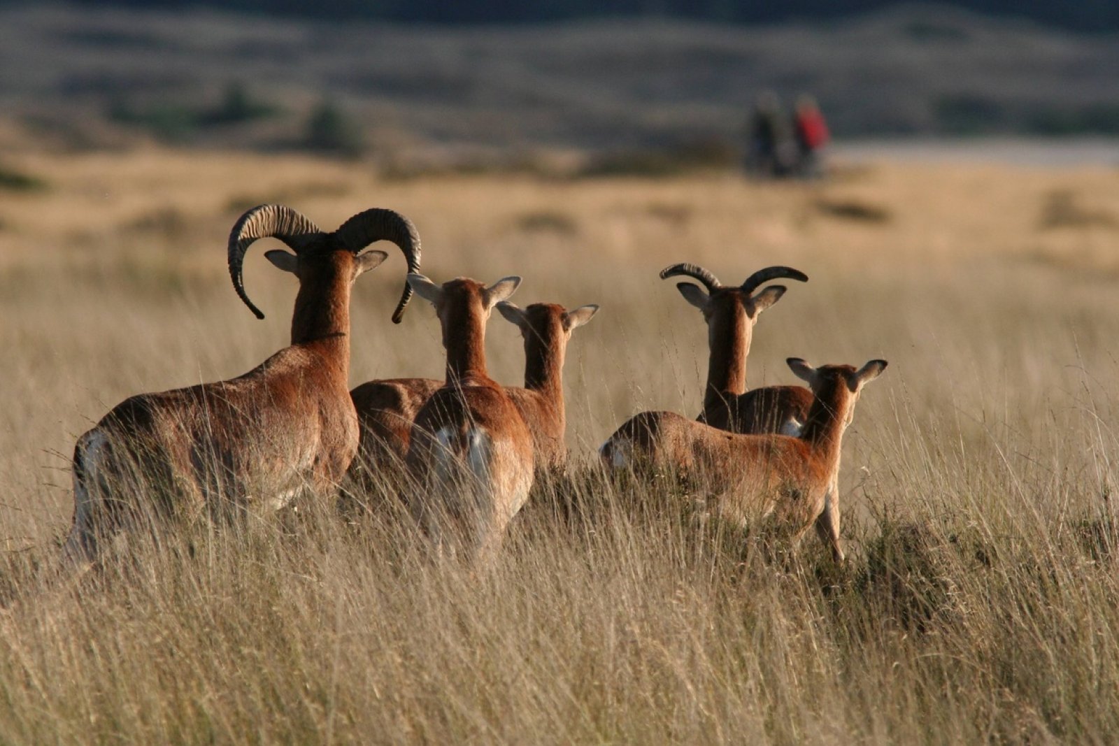 Animals on the Hoge Veluwe