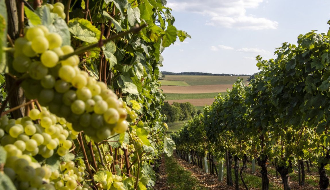 Vines at Fromberg winery