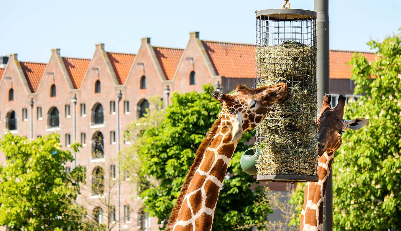 Giraffes in Artis Zoo