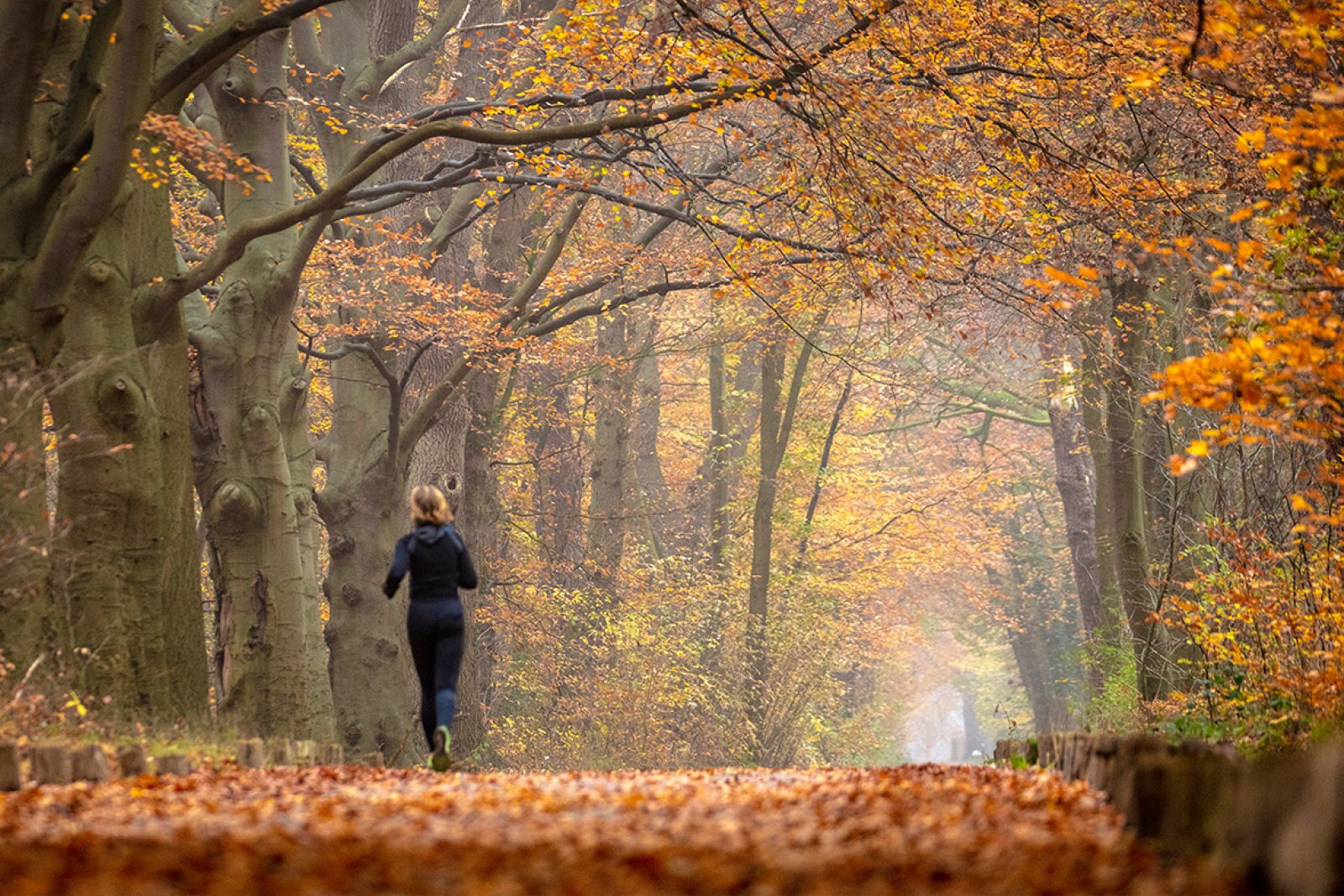 Running in autumn 's-Graveland Estate Spanderswoud