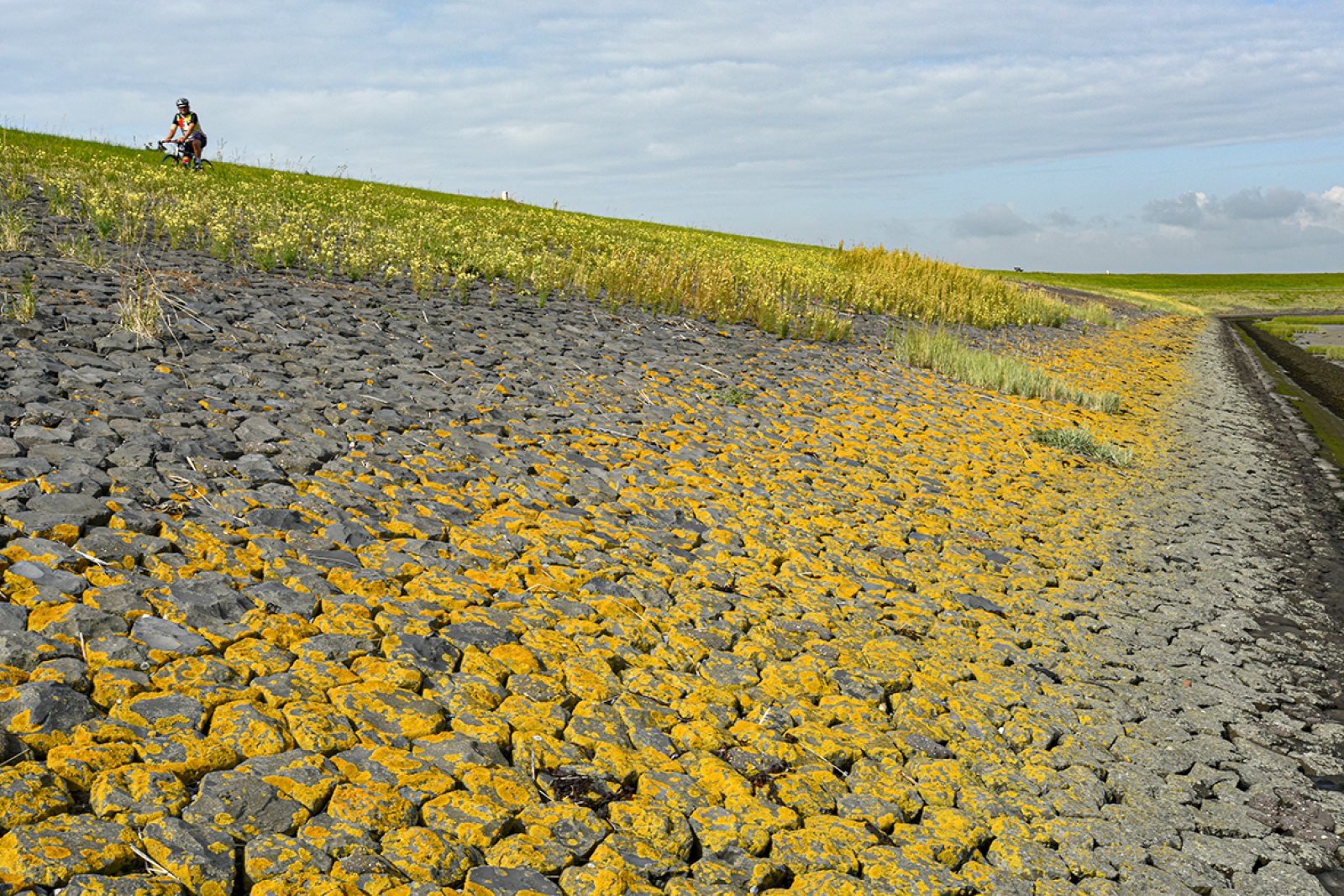 Seawall in Zeeland