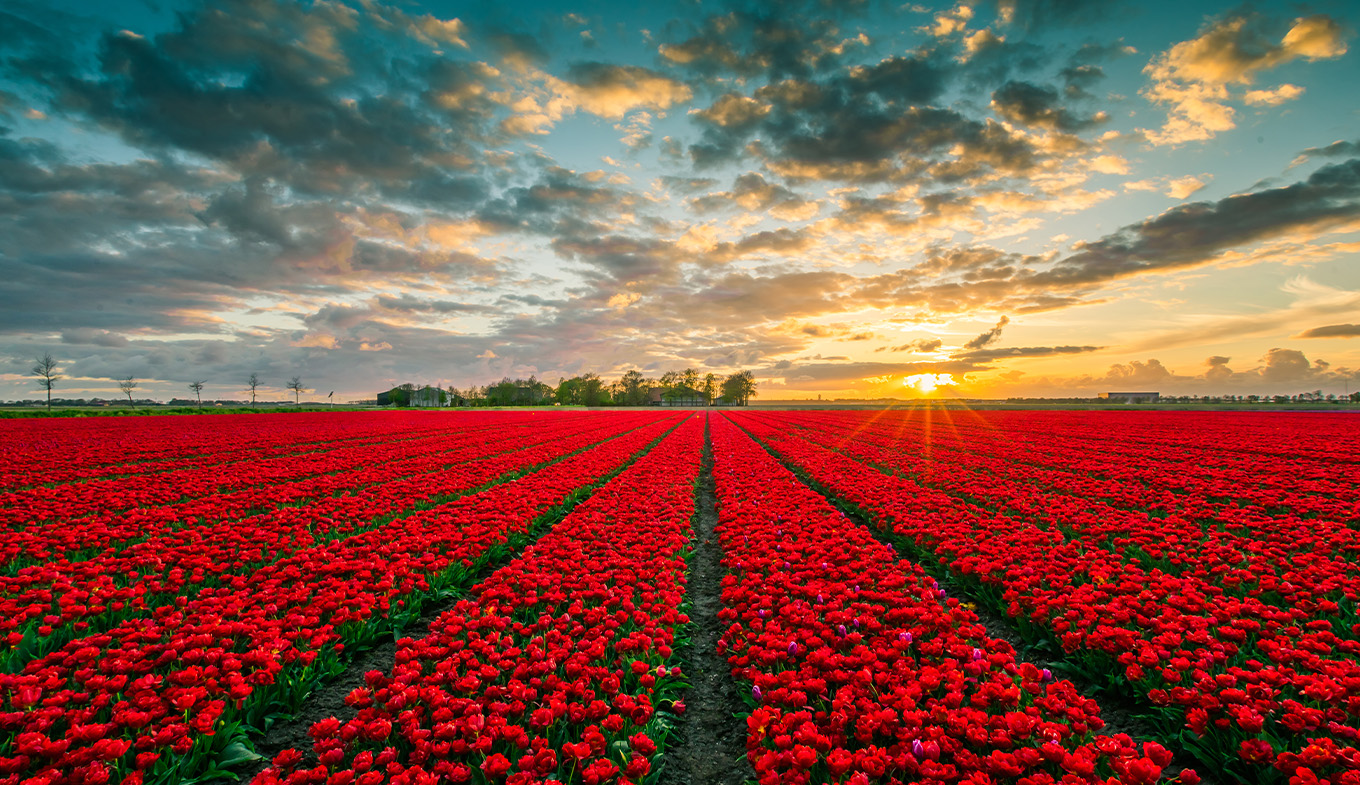 Red tulip field in Flevoland