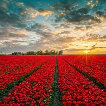 Red tulip field in Flevoland