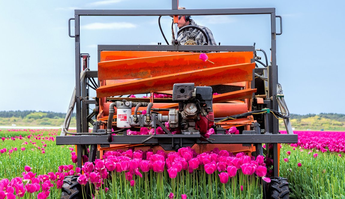 Cutting tulips