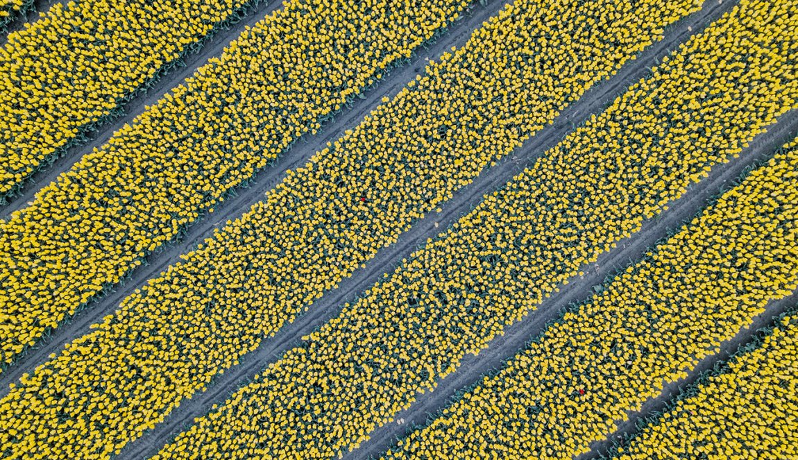 Yellow tulip field bird view Zeeland © Marit Gijsberts via Unsplash