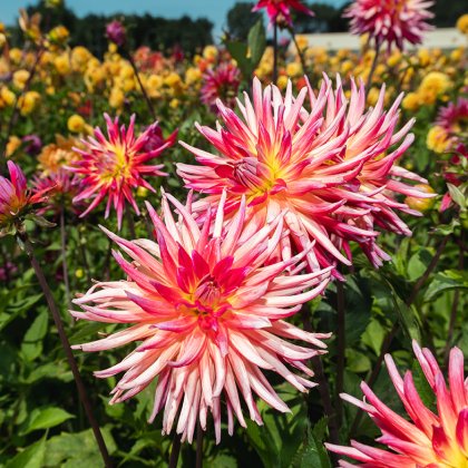 Dahlias in the field