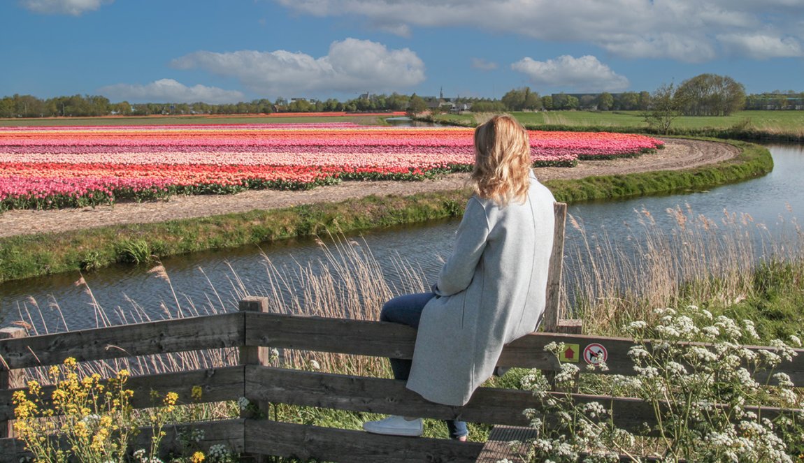 Lady on fence enjoys flower fields in Lisse in the Bulb Region