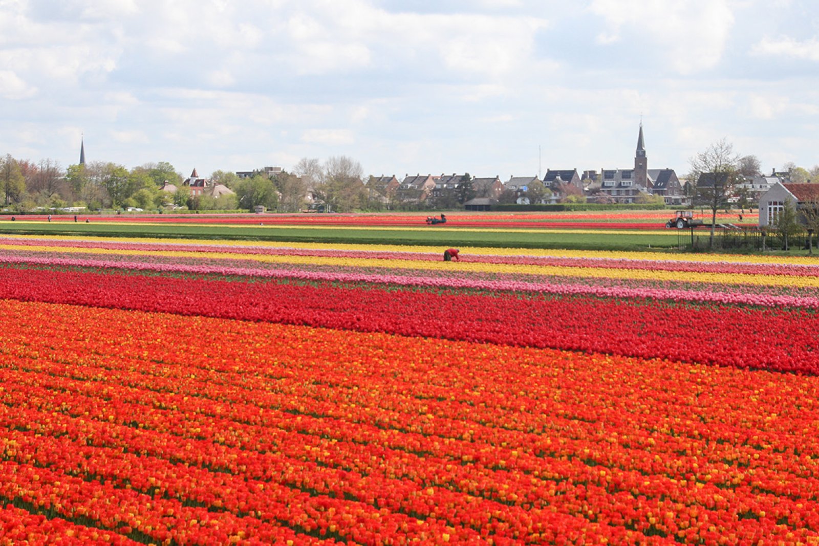 Bulb field overlooking Hillegom 