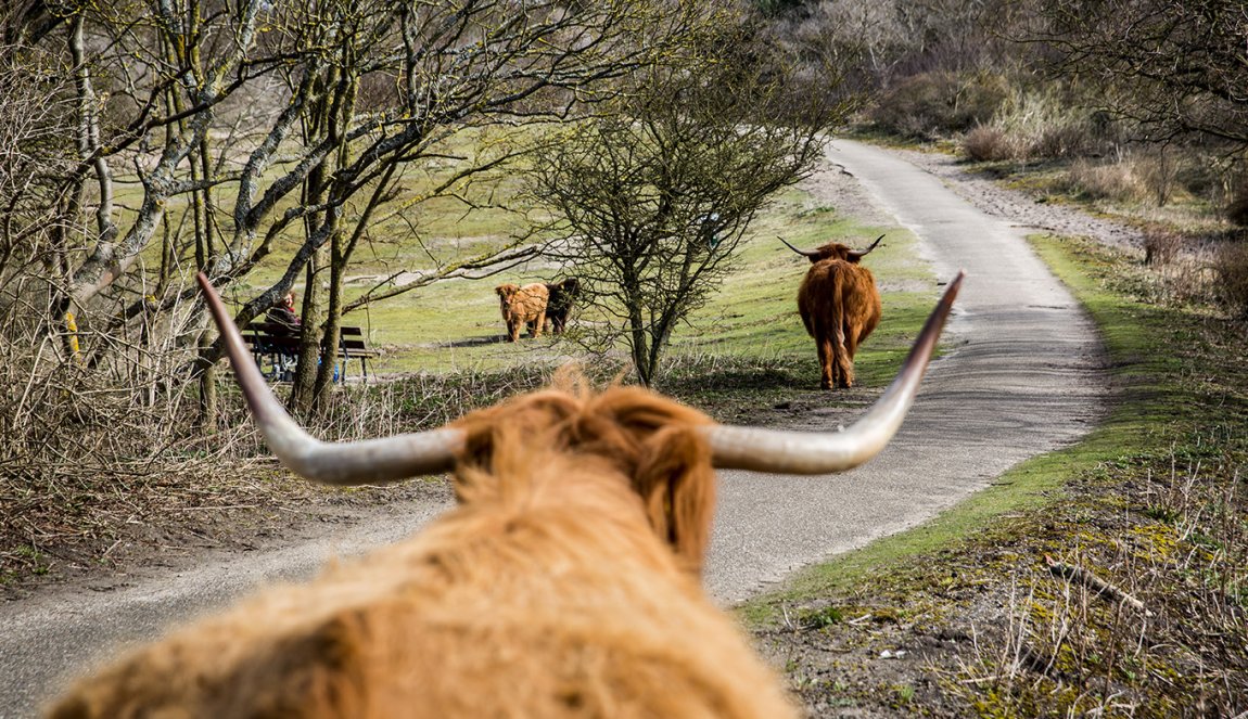 Scottish Highlanders - Westduin Park