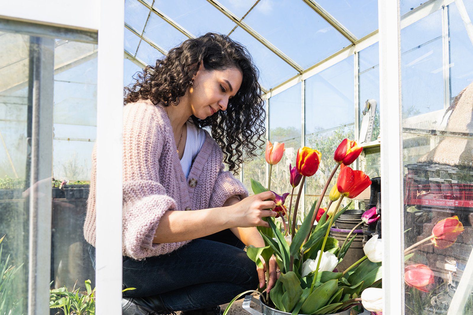 Lady in greenhouse puts tulips in bucket at pick-your-own garden Bakkum