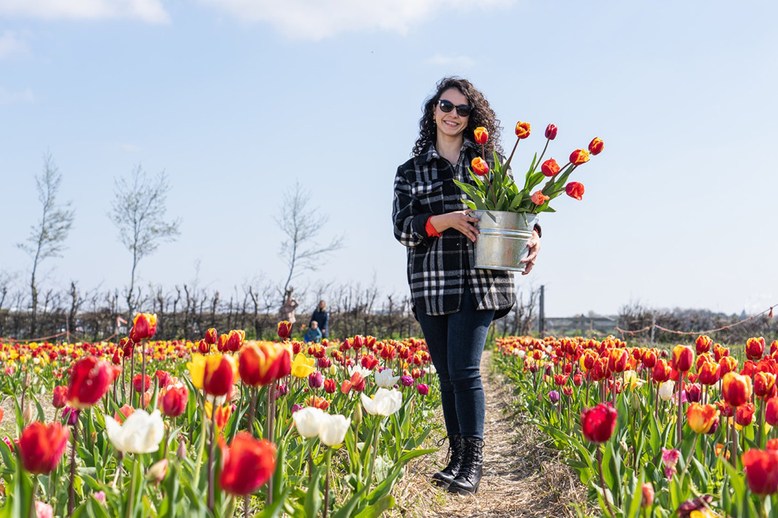 Lady in picking garden with her own picked tulips in bucket at pick-your-own garden Bakkum