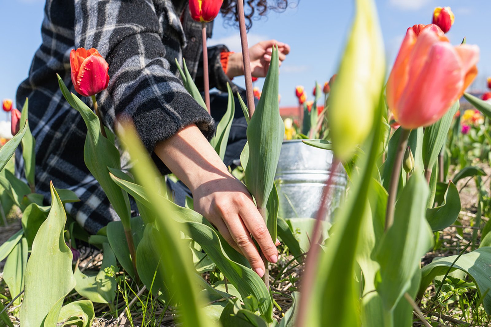 Lady in Picking Garden picks tulips close up at pick-your-own garden Bakkum