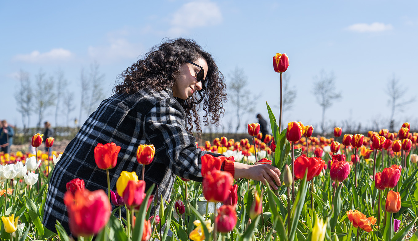 Lady in Picking Garden picks tulips at pick-your-own garden Bakkum