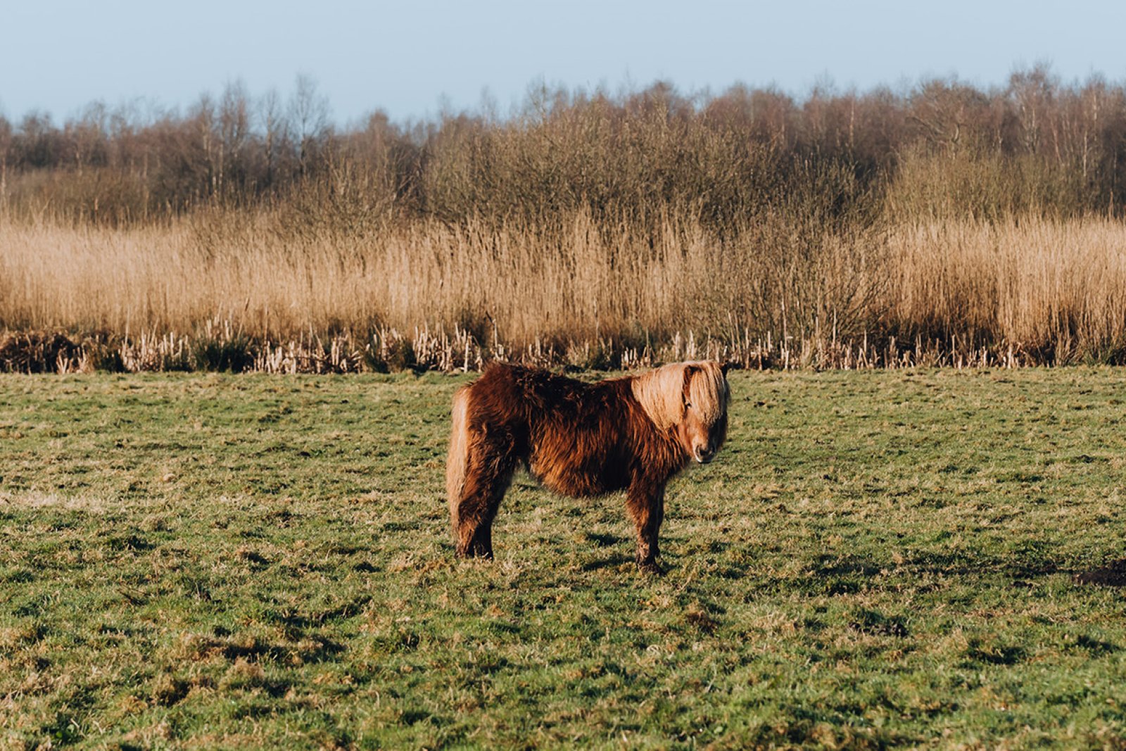 Pony in the fields of the Alde Feanen