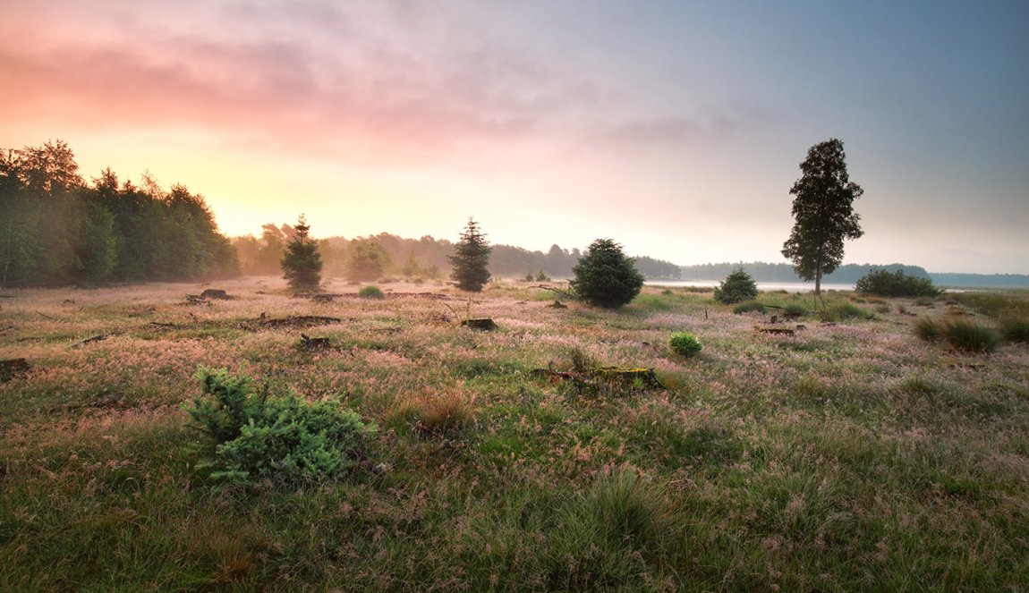 Heath National Park Dwingelderveld