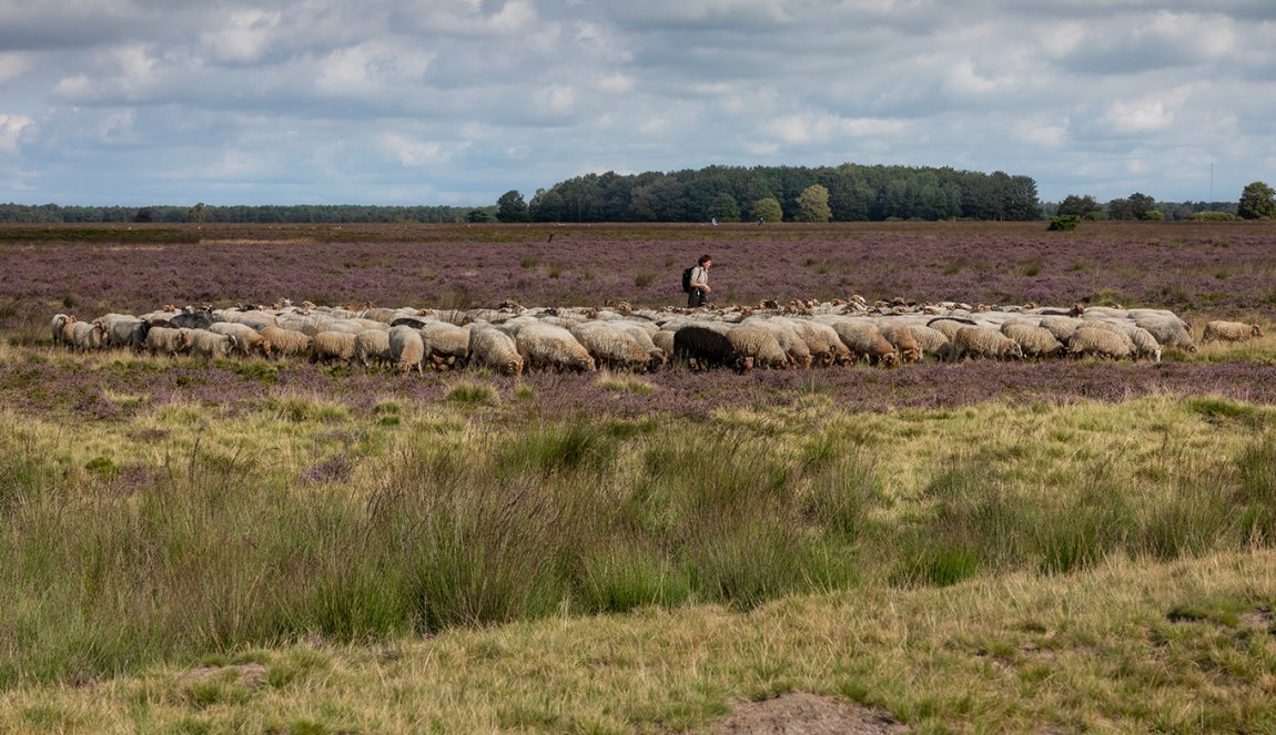 Shepherd with a herd of sheep in National Park Dwingelderveld