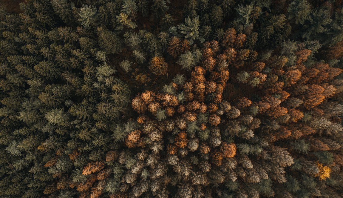 Drone shot Drents forest