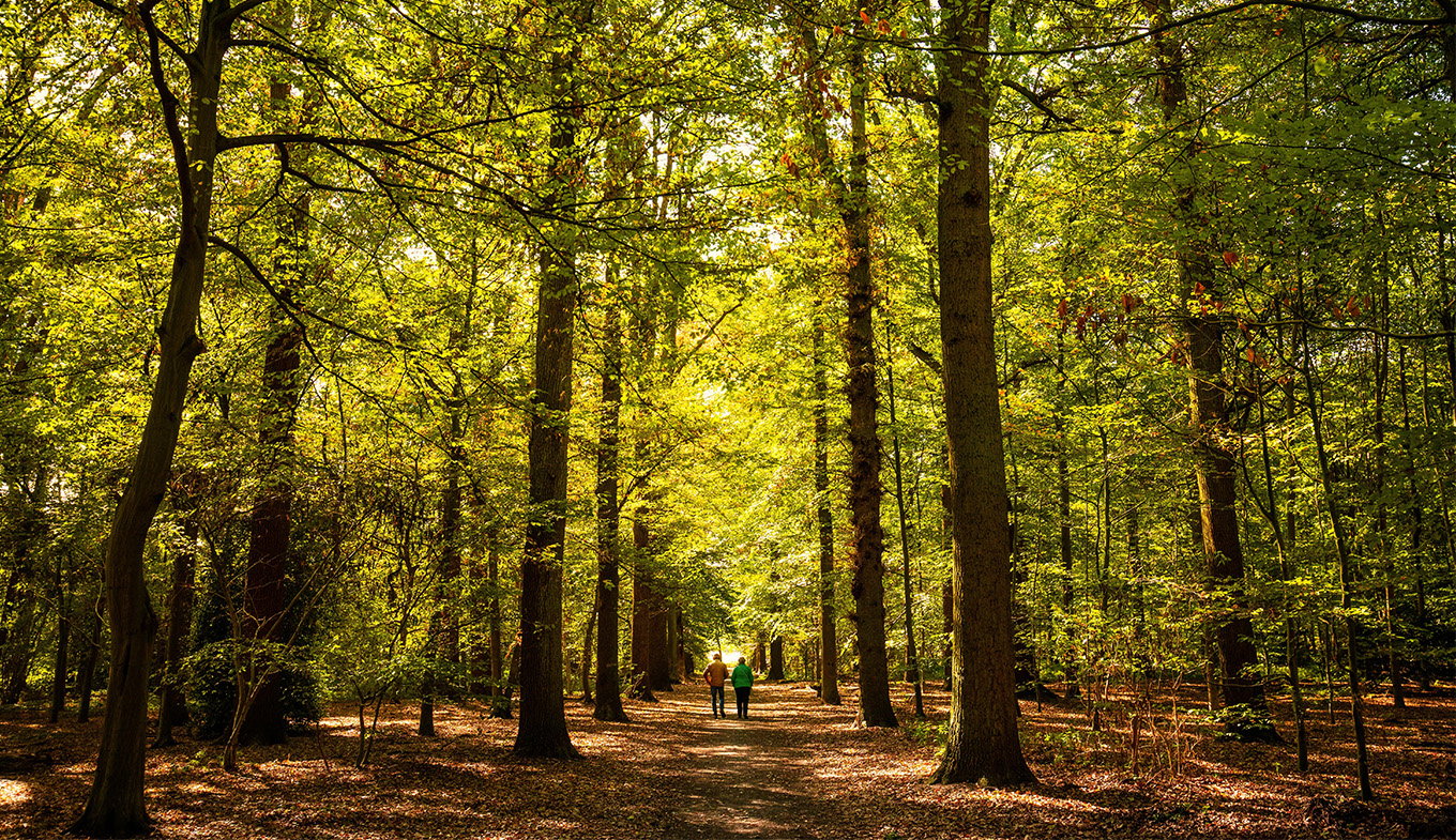 Couple walking through a forest