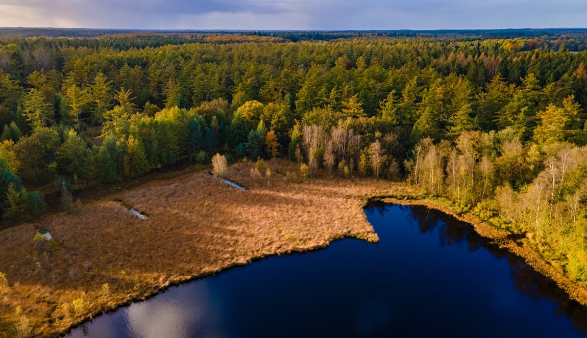 Colorful autumn trees at national park Drentsche Aa