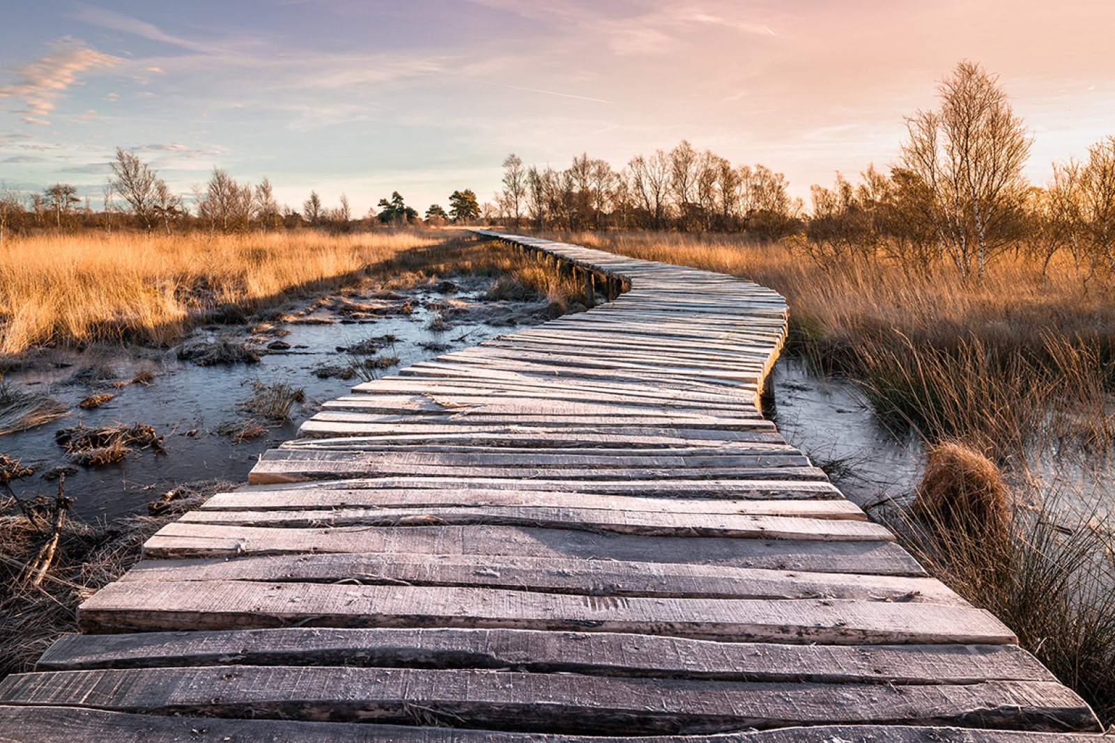 Wooden pathway in National Park 'de Groote Peel'