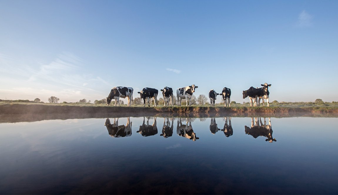 Cows in the meadow