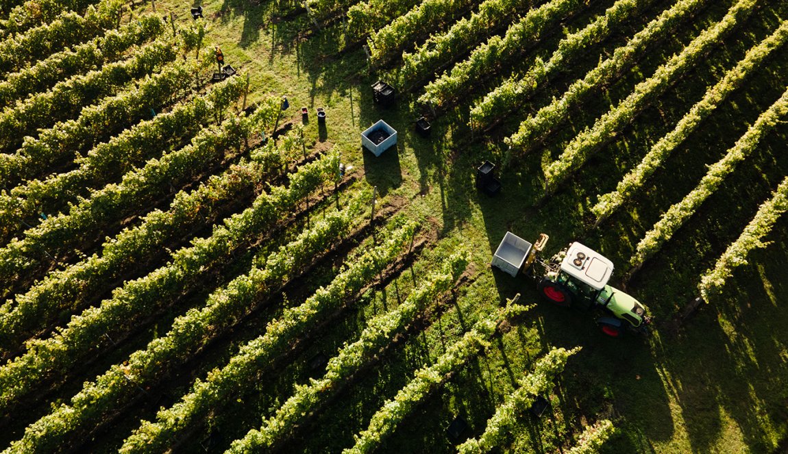 Hof van Twente vineyard Overijssel