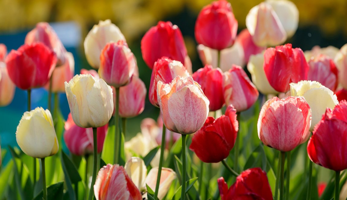 Close up tulips Keukenhof