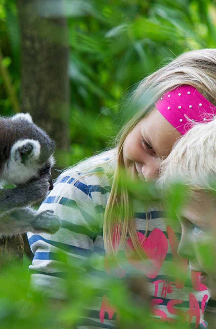 Apenheul Kids ring-tailed lemur